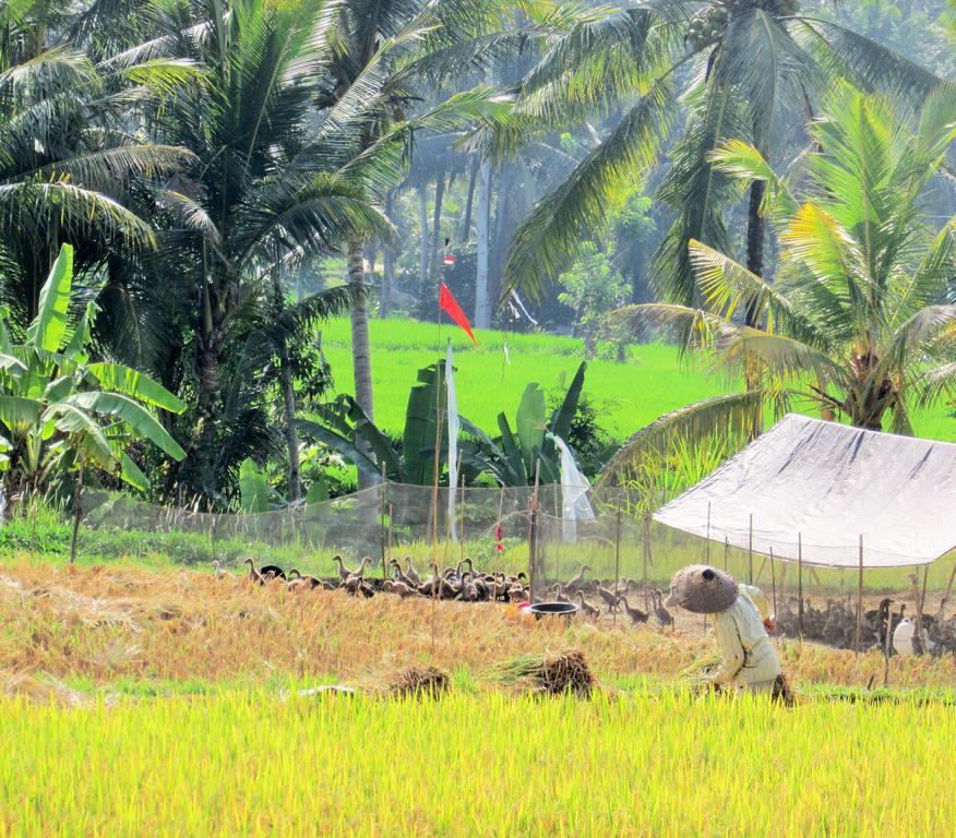 Temuku Villas Ubud Екстериор снимка