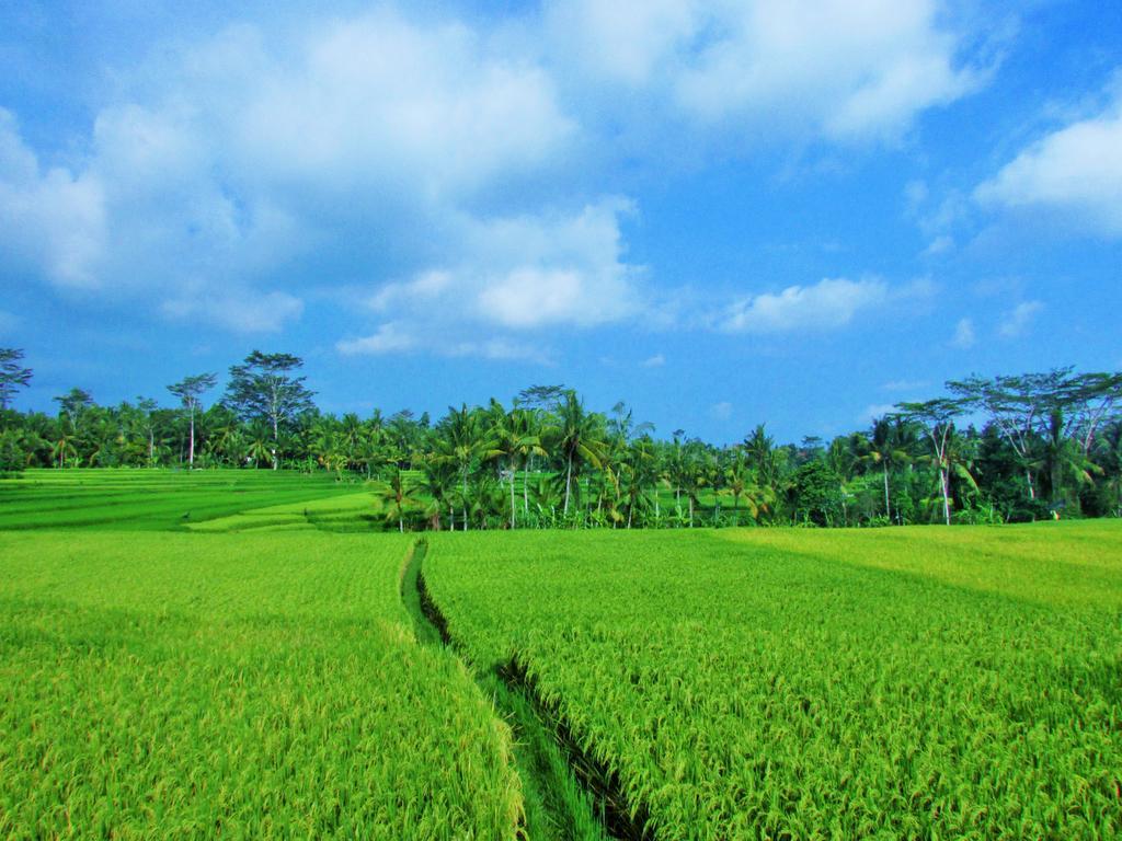 Temuku Villas Ubud Екстериор снимка