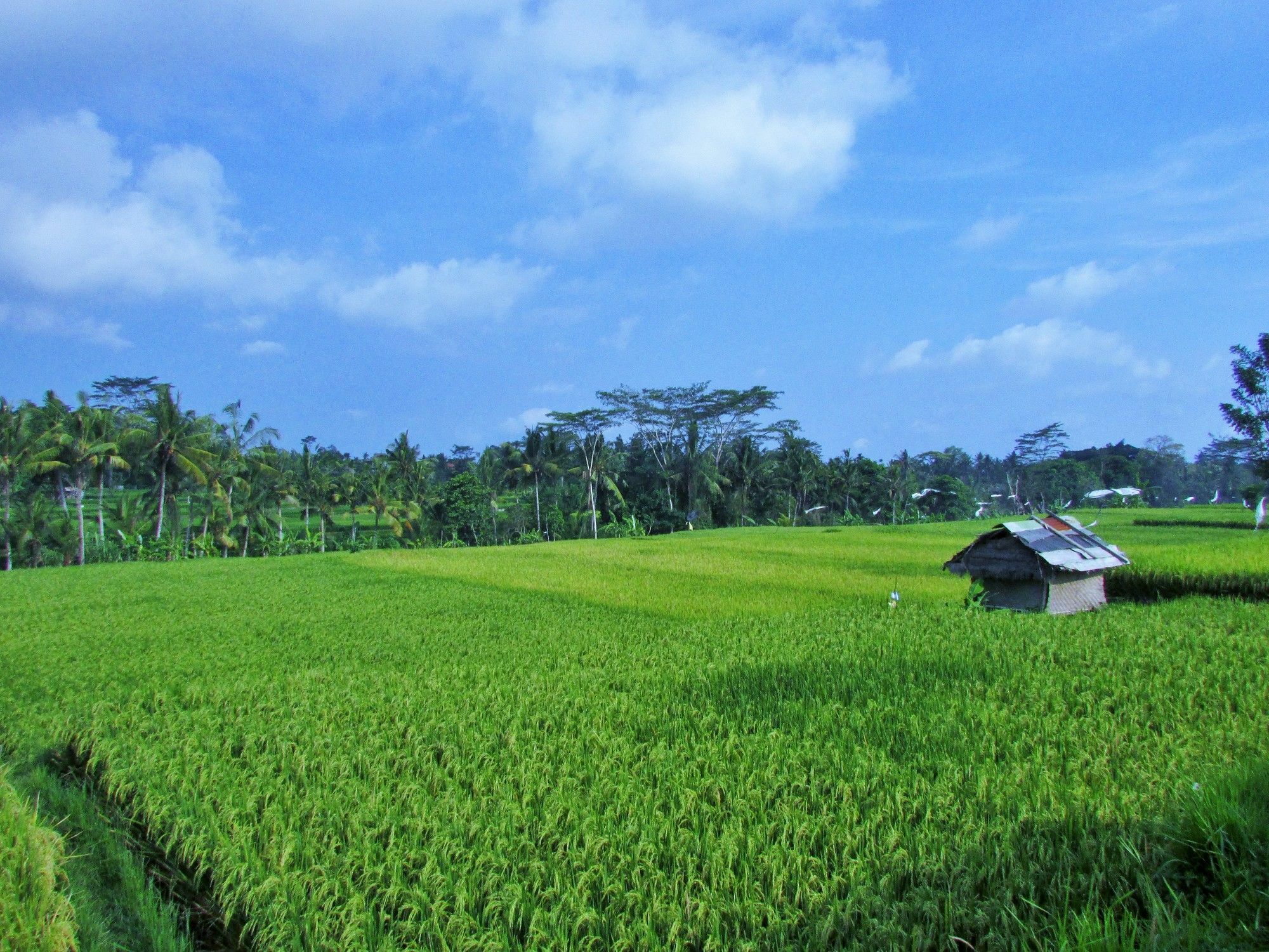 Temuku Villas Ubud Екстериор снимка